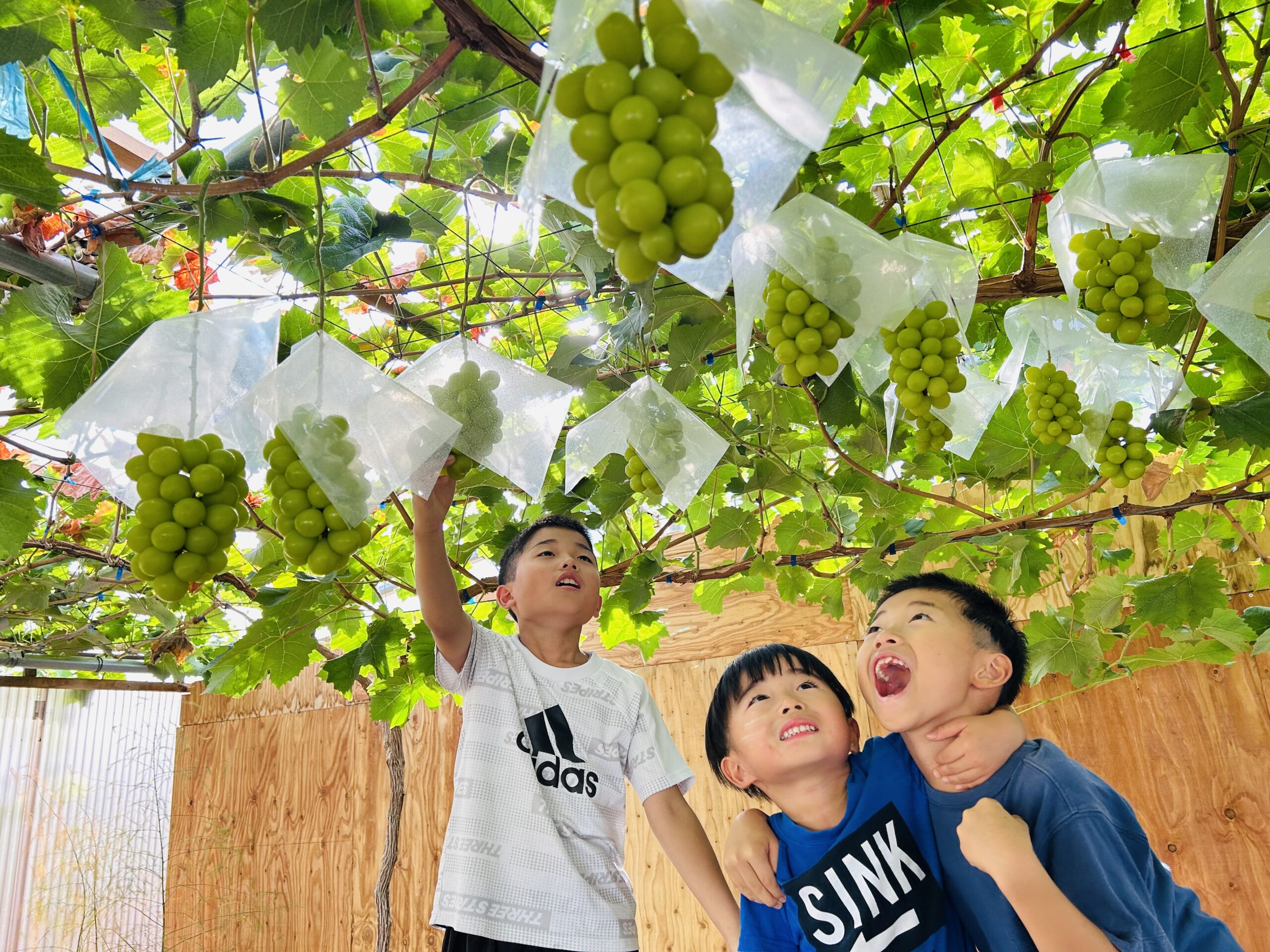 信州訳ありフルーツ専門店 タケショウ